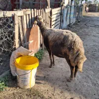 ۳ راس گوسفند آبس سنگین|حیوانات مزرعه|سیجوال, |دیوار