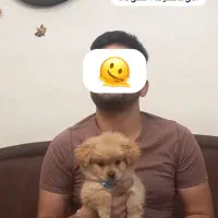 مربی و رفتارشناس سگ ها با مدارک بین المللی|خدمات آموزشی|کرج, فاز ۱ مهرشهر|دیوار