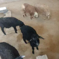 بره علف خور