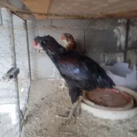 دو عدوتا باری  بزرگ دیر