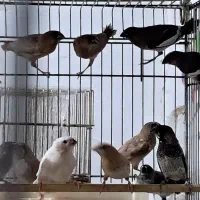 فنچ بنگالی و زبرا