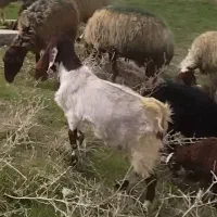 گوسفند بز ماده گم شده