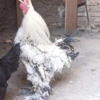 مرغ و خروس