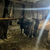 گوساله|حیوانات مزرعه|انگوت, |دیوار