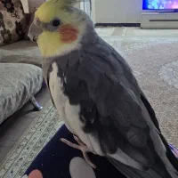 عروس هلندی گم شده محدوده مدرس|حیوانات|بروجرد, |دیوار