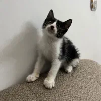 واگذاری پیشی نر