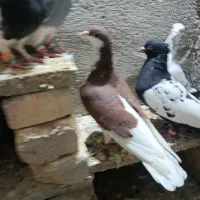 کبوتر|پرنده|چناران, |دیوار