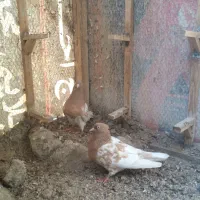 کبوتر|پرنده|جهرم, |دیوار