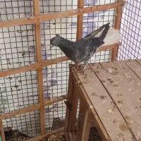 کبوتر|حیوانات|ایلام, |دیوار