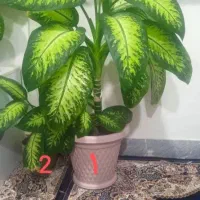 فروش گل دیفن