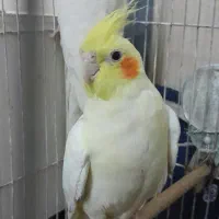 واگذاری جفت عروس لوتینو مولد