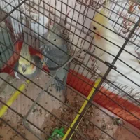 عروس هلندی زیر قیمت|پرنده|خرم‌آباد, |دیوار