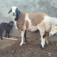 برع پلنگی|حیوانات مزرعه|مشهد, رده|دیوار