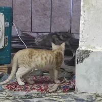گربه|حیوانات|زابل, |دیوار