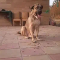واگذاری دو تا پژدر دوساله خیلی درشت