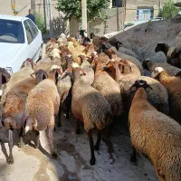 تعداد ۳۸راس گوسفند آبستن سنگین جوان شیره دار|حیوانات مزرعه|کرمانشاه, |دیوار