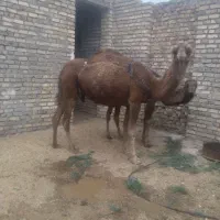 بلبون وشتر چاق