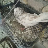 کبوترهای پرشی