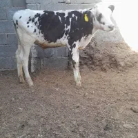 فروش ۶ راس گوساله نر