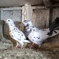 دو جفت کفتر پرشی عالی