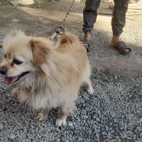 حیوان|سگ|جیرفت, |دیوار