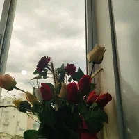 گل رز(۲۶عدد)|گل مصنوعی|قائم‌شهر, |دیوار