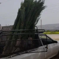 نهال سروناز شیراز(سرو ناز)گلدانی و پاکتی ۱تا ۳متری