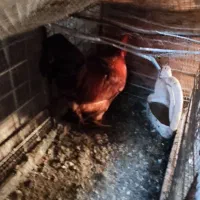 مرغ و خروس|حیوانات مزرعه|تهران, منیریه|دیوار