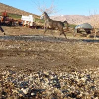 اسب اصیل کرد کره سیروان لارتی