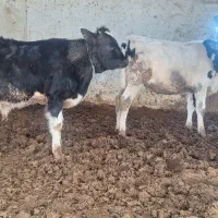 ۲ عدد گوساله نر هولشنای اصل