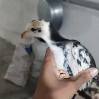 جوجه لاری ۳۰ روزه