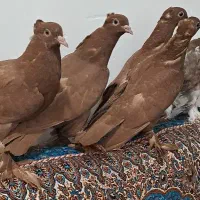 جوجه گلی کلایی پرپا