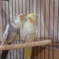 دو جفت عروس هلندی مولد