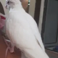 عروس هلندی گم شده