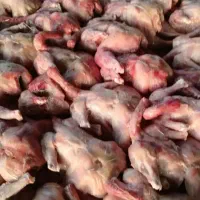 تلفات مرغ غذای سگ