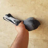 کفتر
