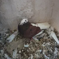 کبوتر تهرانی