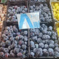 الو درجه یک سالم سالم برای لواشک کیلویی 65 تومان|خوردنی و آشامیدنی|تبریز, |دیوار