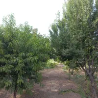 فروش-باغچه-400-متر