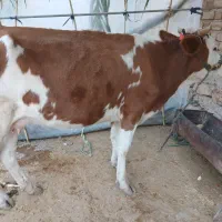 گاو وگوساله سیمیتال|حیوانات مزرعه|دره شهر, |دیوار