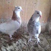 دم سیاه طوقی سرور|پرنده|قم, چهار مردان|دیوار