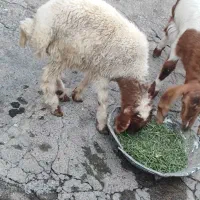 بزغاله ماده|حیوانات مزرعه|ایوان, |دیوار