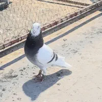 پیازی درجه یک  سیاه کله سفید