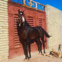 اسب عرب خالص