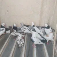 تعدادی کفتر نر و ماده