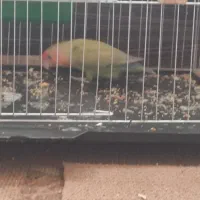 سالم