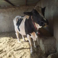 گاو شیری|حیوانات مزرعه|صابری, |دیوار