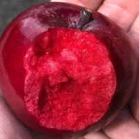 فروش نهال های قندار|گل و گیاه طبیعی|مریوان, |دیوار