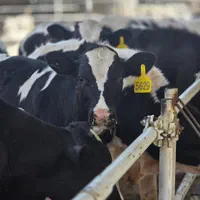 گوساله نر سری A واکسینه شده کامل مناسب پروار|حیوانات مزرعه|تهران, فلسطین (میدان انقلاب)|دیوار