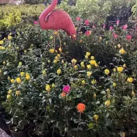 گلخانه بخشی. انواع گلهای بیرونی و تضعینی